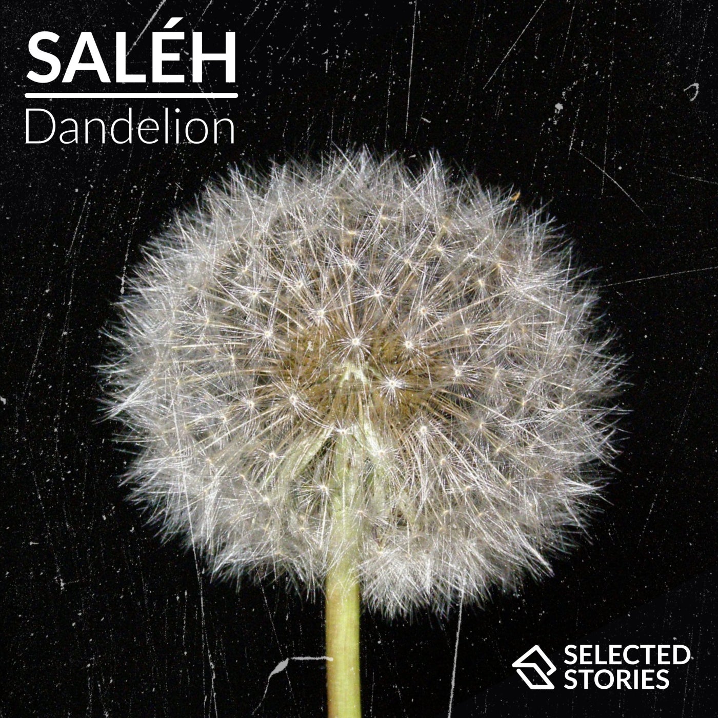 Saléh (NL) – Dandelion [SEST004R]