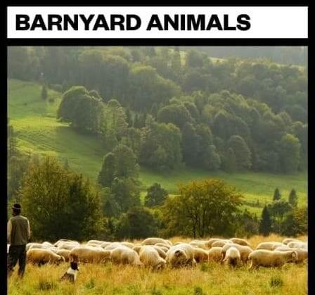 Big Room Sound Barnyard Animals WAV